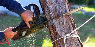  Creve Coeur, IL Tree Services Pros