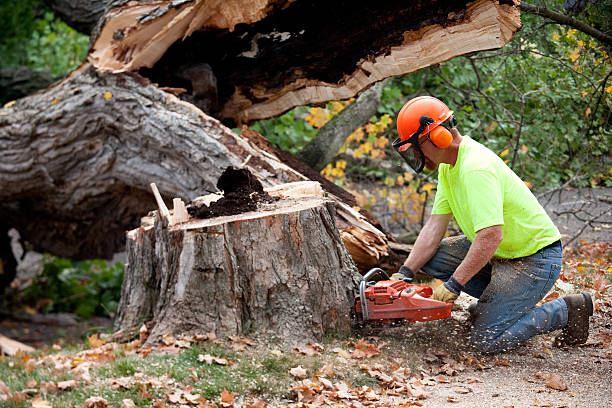 Best Soil Testing and Treatment  in Creve Coeur, IL