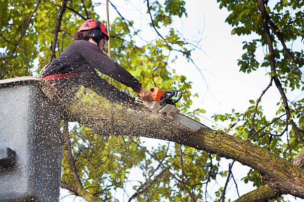 Best Tree Risk Assessment  in Creve Coeur, IL